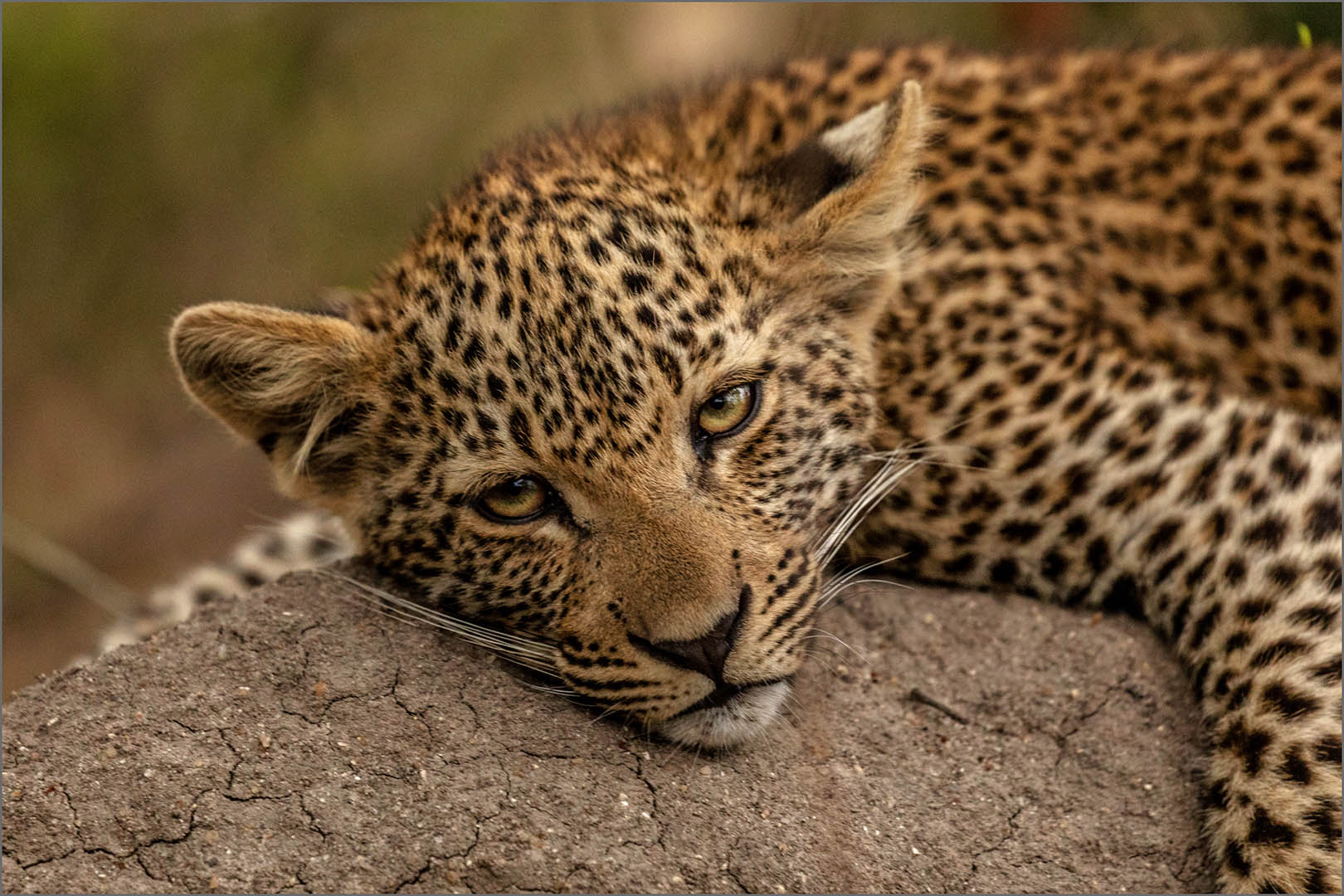4_NA_Leopard Cub Portrait _Stephen Kangisser
